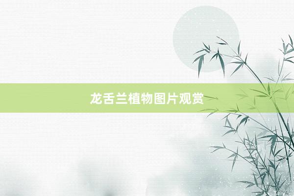 龙舌兰植物图片观赏